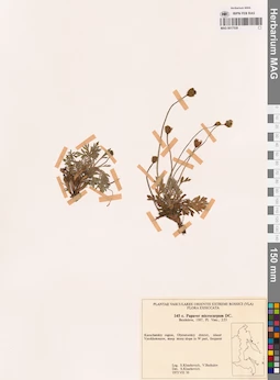 MAG 0017539