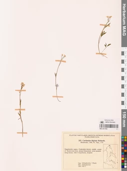 MAG 0017682