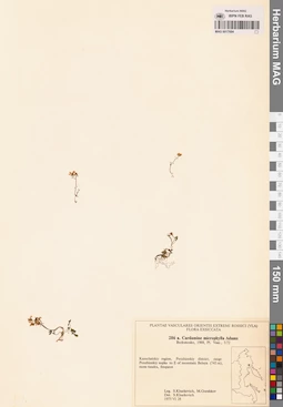MAG 0017684