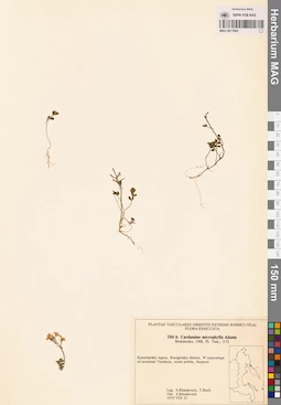 MAG 0017685