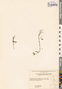MAG 0017686