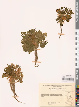 MAG 0017693