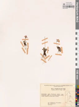 MAG 0017885