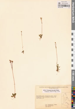 MAG 0017886