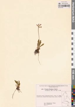 MAG 0017891