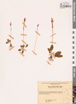 MAG 0017892