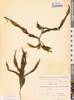 MAG 0021719