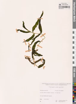 MAG 0021724