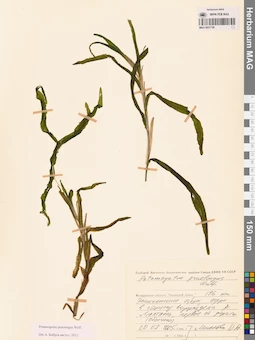 MAG 0021728