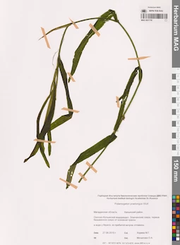 MAG 0021730