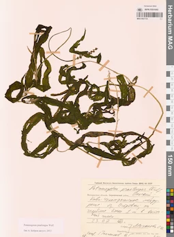 MAG 0021733