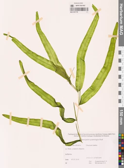 MAG 0021736
