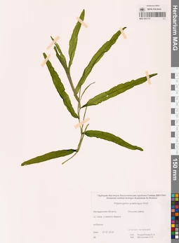 MAG 0021737