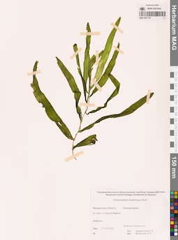 MAG 0021738