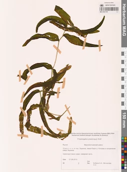 MAG 0021746