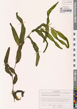 MAG 0021748