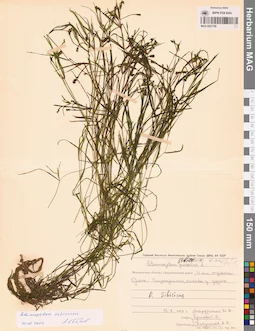 MAG 0021758