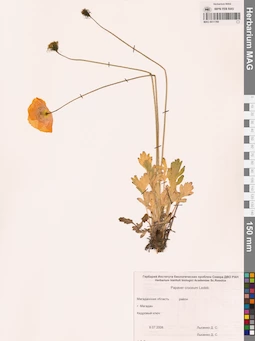 MAG 0011769