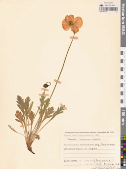 MAG 0011771