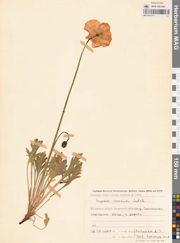 MAG 0011773
