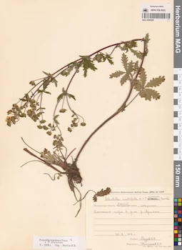 MAG 0008285