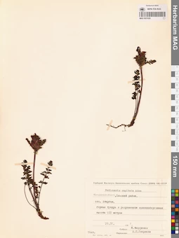 MAG 0021626