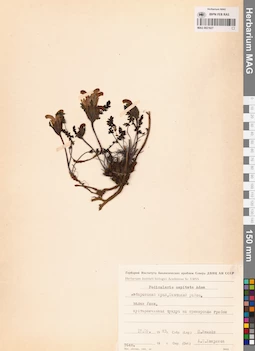 MAG 0021627