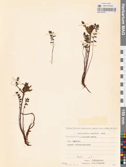 MAG 0021628