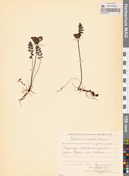 MAG 0021631