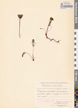 MAG 0021632