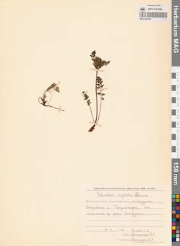 MAG 0021633