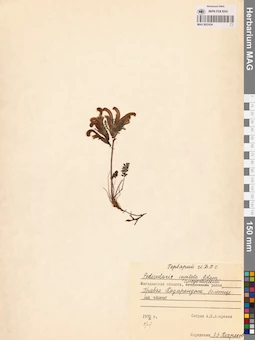 MAG 0021634