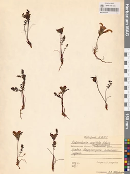 MAG 0021635