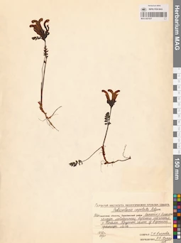 MAG 0021637