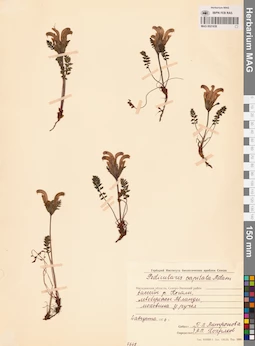 MAG 0021638