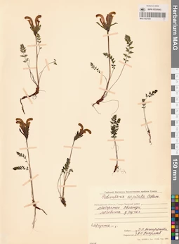 MAG 0021639