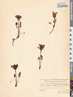 MAG 0021642