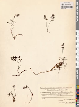 MAG 0021645