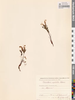MAG 0021649
