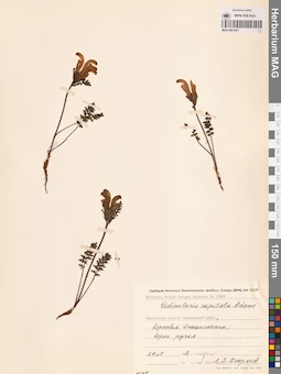 MAG 0021651