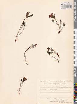 MAG 0021653