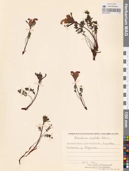 MAG 0021654