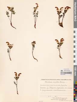 MAG 0021657