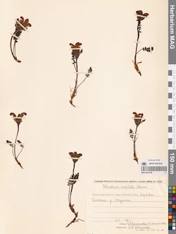 MAG 0021658