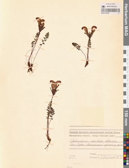 MAG 0021659