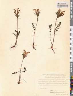 MAG 0021661