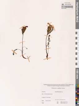MAG 0021662