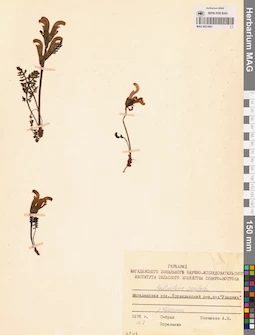 MAG 0021663