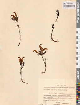 MAG 0021664