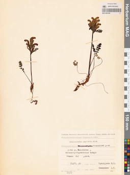 MAG 0021669
